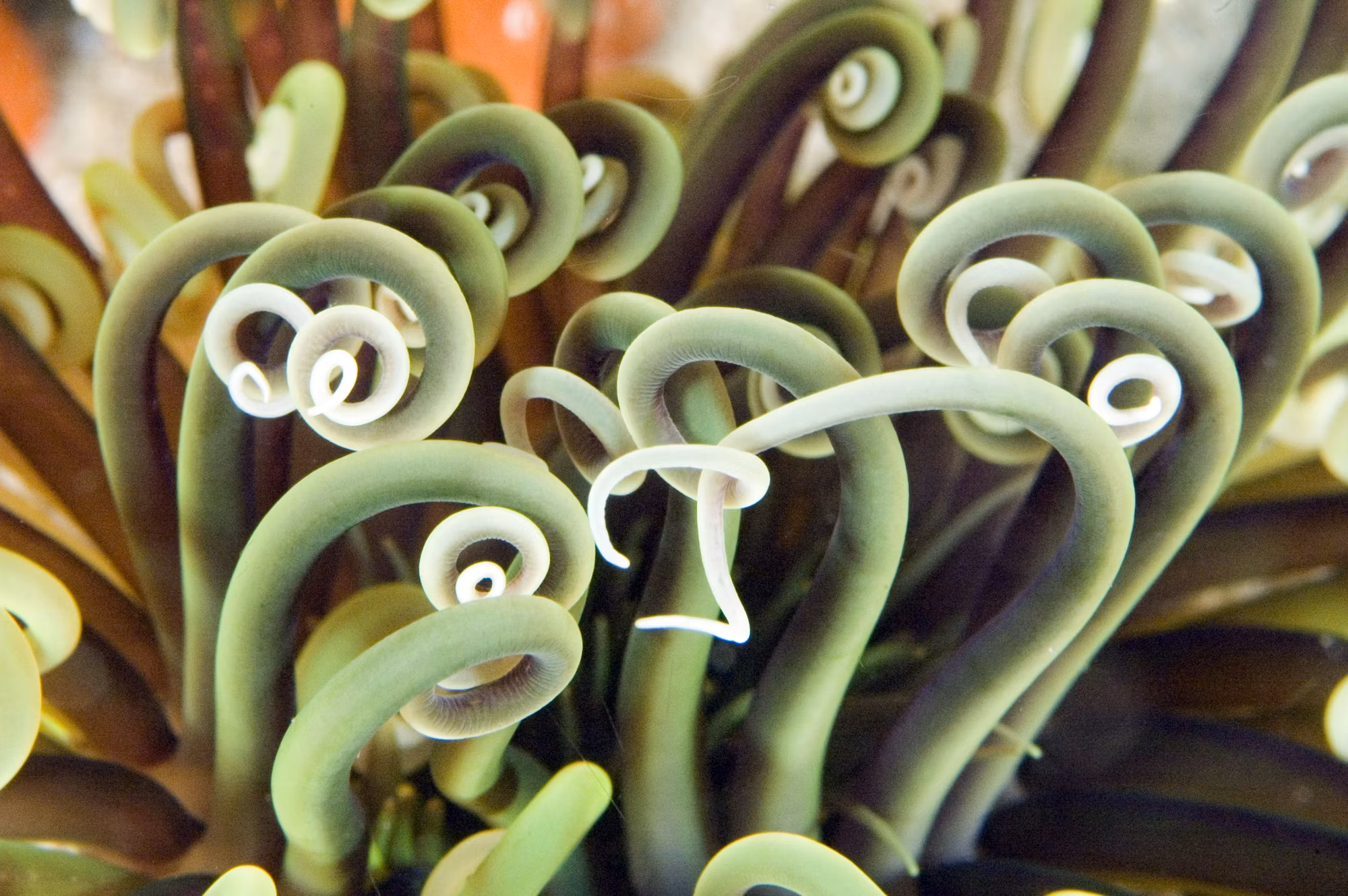 Exploring the Mysteries of Coastal Ecosystems: A Journey Through the World’s Seas